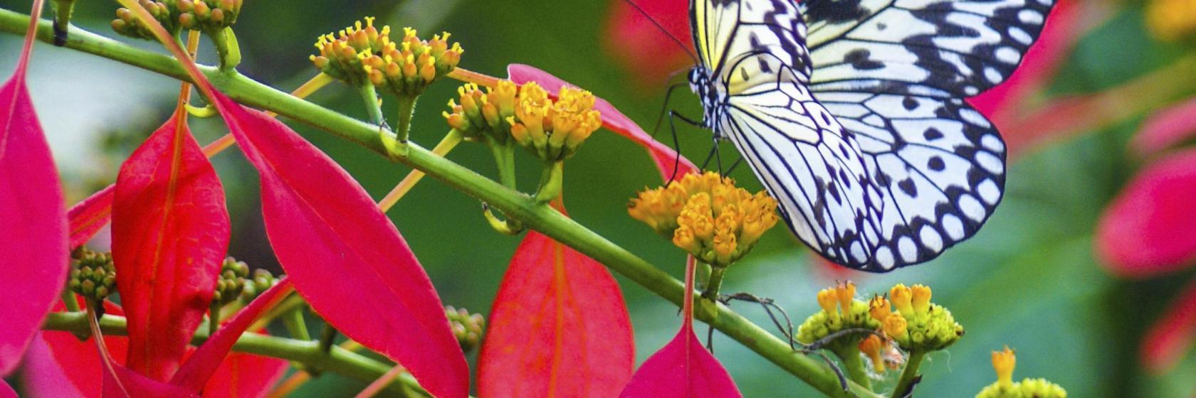 Butterfly Rainforest at the Florida Museum of Natural History